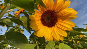Warum schauen Sonnenblumen in eine Richtung? by Erklärvideos und Bildungsfernsehen